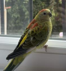 Lost Female Bird last seen Between Hollywood and Franklin near Griffith park, Los Angeles, CA 90027