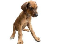 Shelter Stray Male Dog last seen , 3201 Lacy St, Los Angeles, CA 90031, USA
