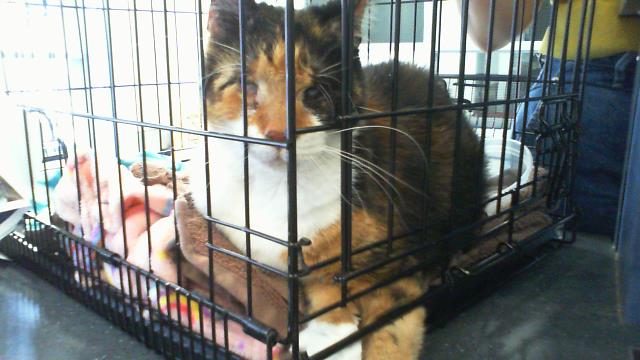 Shelter Stray Female Cat last seen CHARLOTTE, 8315 Byrum Dr, Charlotte, NC 28217, USA