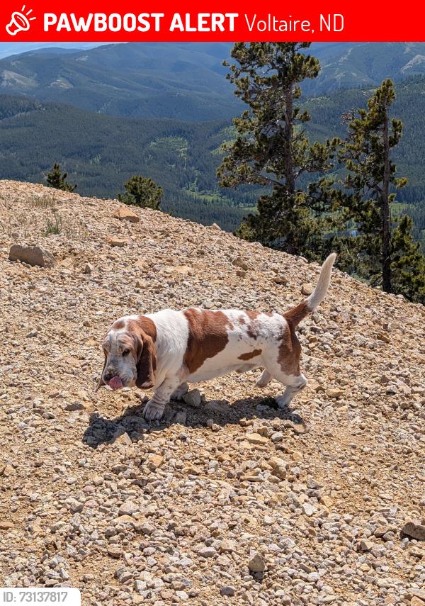 Lost Male Dog last seen 38th st N, Voltaire, ND 58790