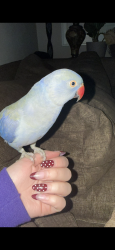 Lost Unknown Bird last seen Mountain cove, Azusa, Azusa, CA 91702