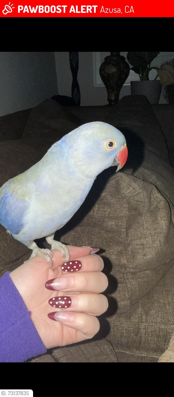 Lost Unknown Bird last seen Mountain cove, Azusa, Azusa, CA 91702