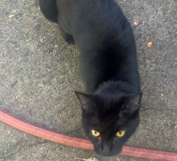 Found/Stray Female Cat last seen Channing Valley Neighborhood, Atlanta, GA 30318