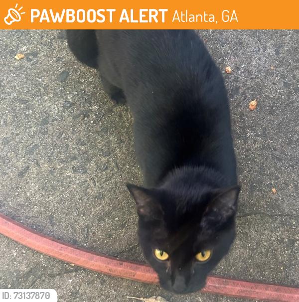 Found/Stray Female Cat last seen Channing Valley Neighborhood, Atlanta, GA 30318