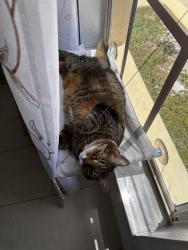 Reunited Female Cat last seen Near Lepera Ct, Orlando, FL 32824, USA, Orlando, FL 32824