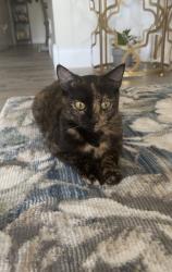 Lost Female Cat last seen Mehlville high school, St. Louis, MO 63125