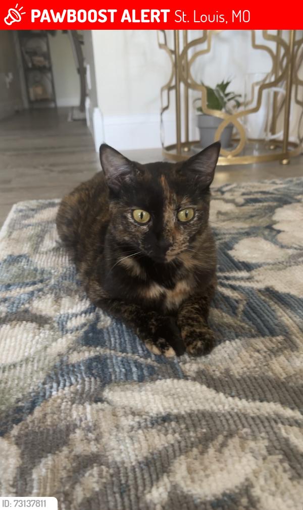 Lost Female Cat last seen Mehlville high school, St. Louis, MO 63125
