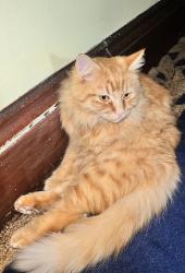 Reunited Male Cat last seen Belmont st, Belmont, MA 02478