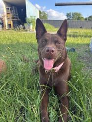Reunited Female Dog last seen Near Windfern Rd, Houston, TX 77064, USA, Houston, TX 77064
