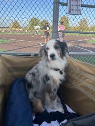 Reunited Male Dog last seen White Creek Rd and River Rd in College Station, College Station, TX 77845