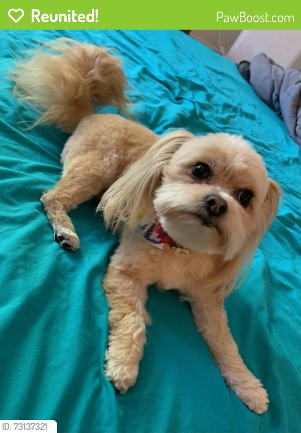 Reunited Female Dog last seen N 67th / w Latham, Phoenix, AZ 85043