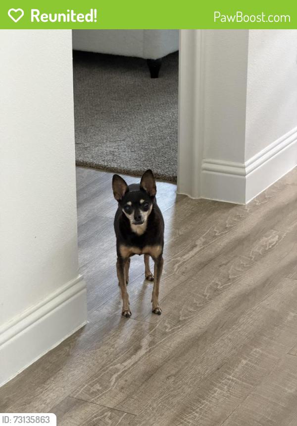 Reunited Female Dog last seen Near Shaw Rd, Cypress, TX 77429, USA, Cypress, TX 77429