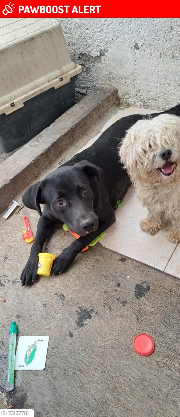 Lost Male Dog last seen Géminis 42 izcalli Santa Clara, Ecatepec de Morelos, Méx. 55238