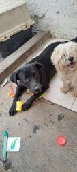 Lost Male Dog last seen Géminis 42 izcalli Santa Clara, Ecatepec de Morelos, Méx. 55238