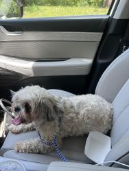 Reunited Female Dog last seen Back creek church and university city blvd, Charlotte, NC 28213