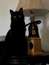 Lost Male Cat last seen Near Shoal Ct, Sacramento, CA 95831