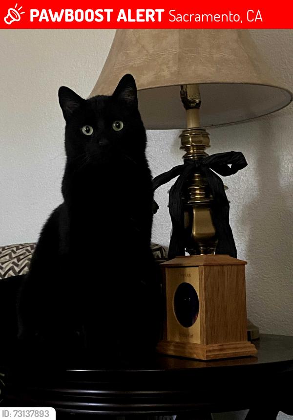 Lost Male Cat last seen Near Shoal Ct, Sacramento, CA 95831
