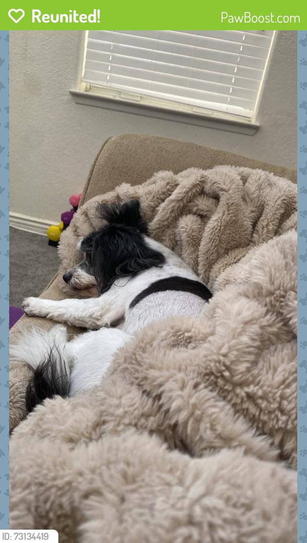 Reunited Male Dog last seen Millhopper Avenue and Hunt Club St., Las Vegas, NV 89128
