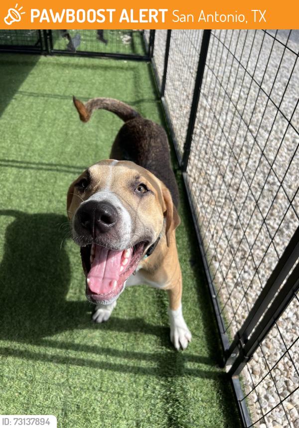 Found/Stray Male Dog last seen San Antonio Wellness Spay & Neuter Clinic, San Antonio, TX 78211