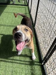 Found/Stray Male Dog last seen San Antonio Wellness Spay & Neuter Clinic, San Antonio, TX 78211