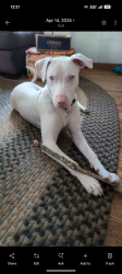 Reunited Male Dog last seen Hibriten Mountain Road, Lenoir, NC 28645