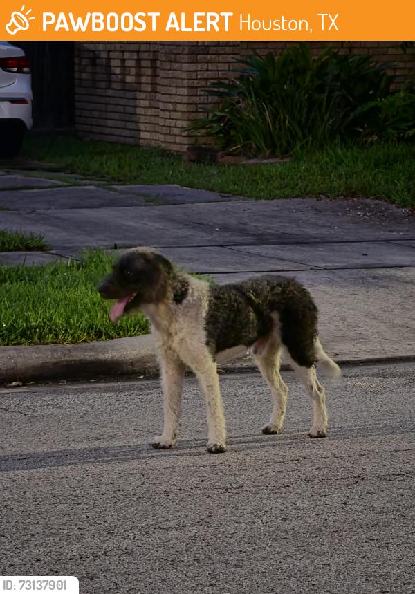Found/Stray Male Dog last seen Mulford st an collier st 77023, Houston, TX 77023