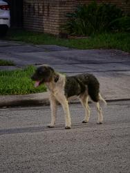 Found/Stray Male Dog last seen Mulford st an collier st 77023, Houston, TX 77023