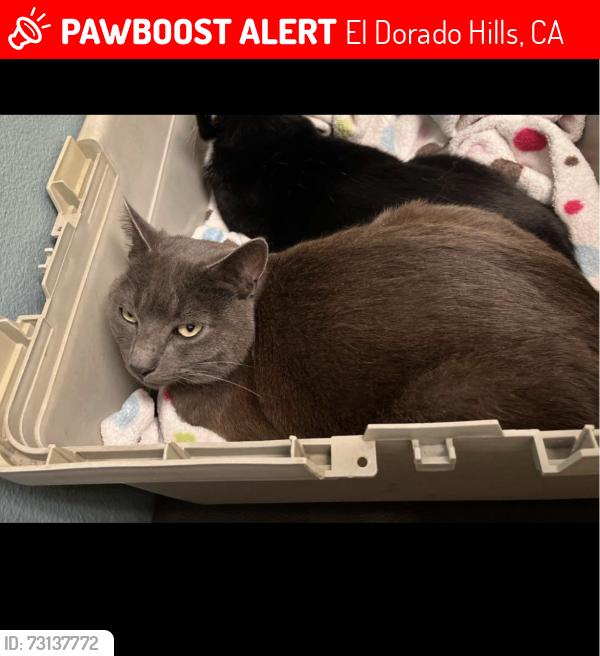 Lost Male Cat last seen Hickkok Rd, Greenvalley Rd, Malcolm Dixon Rd, El Dorado Hills, CA 95762