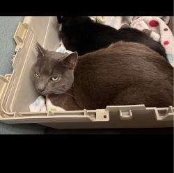 Lost Male Cat last seen Hickkok Rd, Greenvalley Rd, Malcolm Dixon Rd, El Dorado Hills, CA 95762