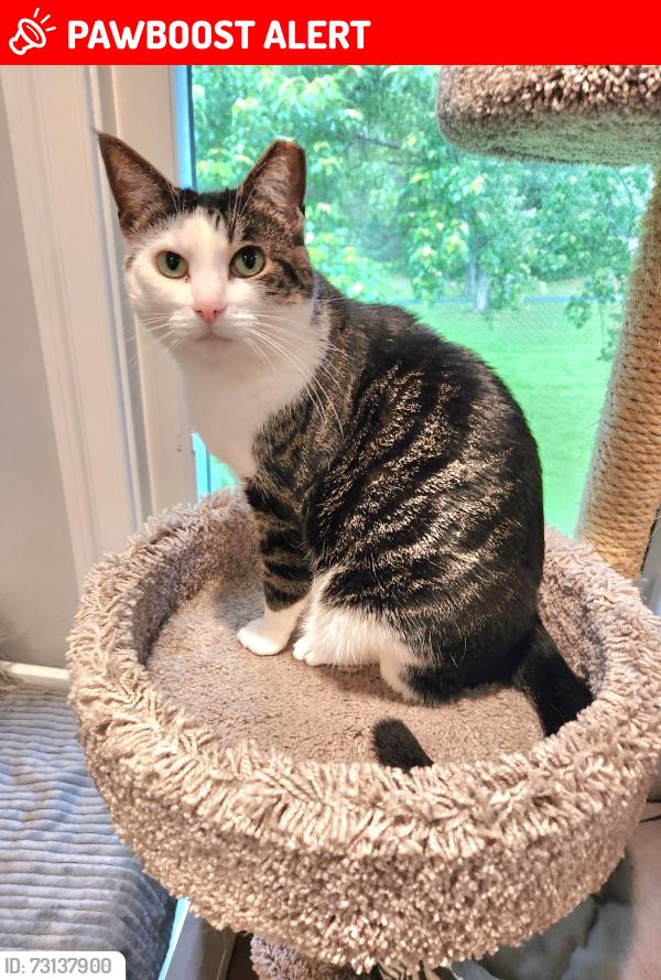 Lost Female Cat last seen Rivermist Court, New Hampshire Avenue, Ashton-Sandy Spring, MD 20833