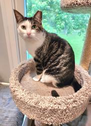 Lost Female Cat last seen Rivermist Court, New Hampshire Avenue, Ashton-Sandy Spring, MD 20833