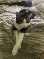 Reunited Male Cat last seen Right behind stated address, Dearborn, MI 48124