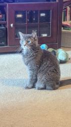 Reunited Male Cat last seen Olde Irish Dr, Galloway, OH 43119