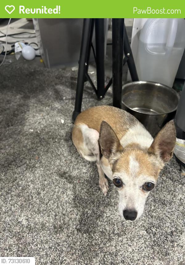 Reunited Female Dog last seen Allen/Gowan, North Las Vegas, NV 89032