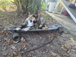 Lost Female Cat last seen Overlook terrace off of park avenue, Titusville, FL 32780
