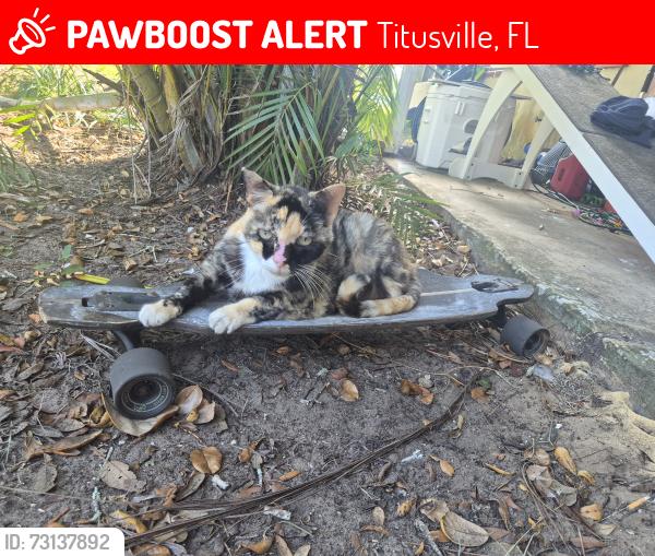 Lost Female Cat last seen Overlook terrace off of park avenue, Titusville, FL 32780