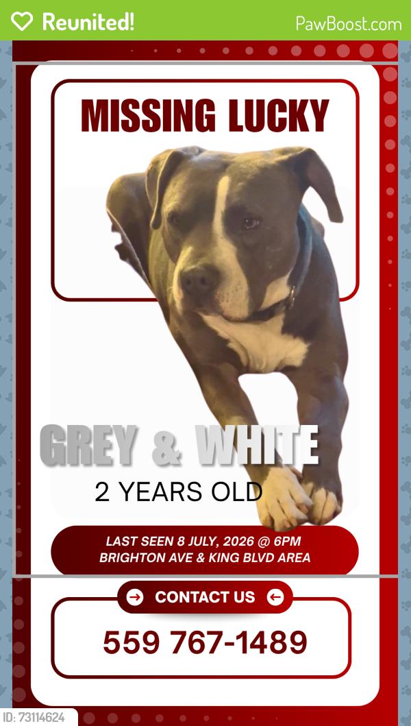 Reunited Male Dog last seen Brighton Ave and Martin Luther King Blvd, Los Angeles, CA 90062