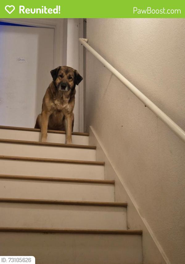 Reunited Female Dog last seen Medical center, San Antonio, TX 78240