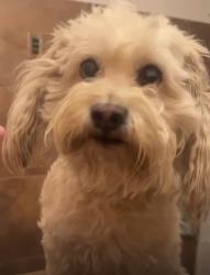 Lost Male Dog last seen 12th and Valencia, Tucson, AZ 85756