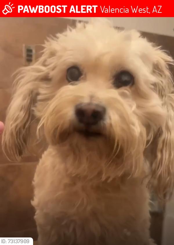 Lost Male Dog last seen 12th and Valencia, Tucson, AZ 85756