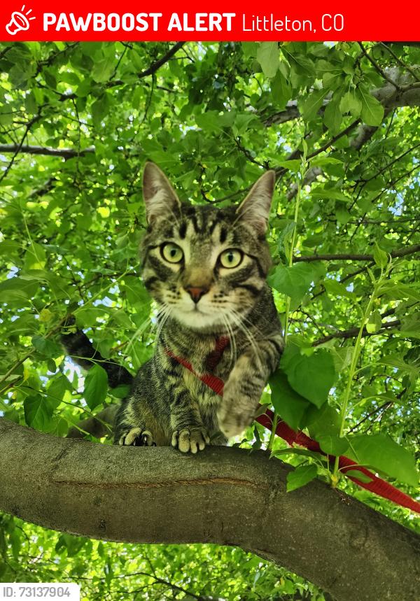 Lost Male Cat last seen Near W Phillips Ave, Littleton, CO 80128