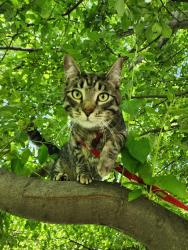 Lost Male Cat last seen Near W Phillips Ave, Littleton, CO 80128