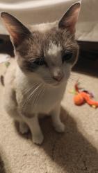 Found/Stray Female Cat last seen Trapp and Vickie dr, Del City, OK 73115