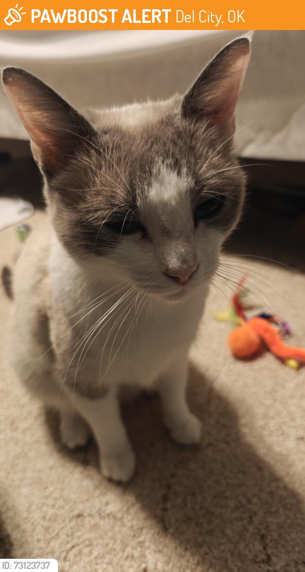 Found/Stray Female Cat last seen Trapp and Vickie dr, Del City, OK 73115