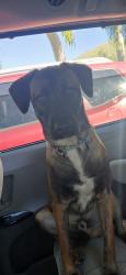 Reunited Male Dog last seen Valley and mission blvd, Los Angeles, CA 90031