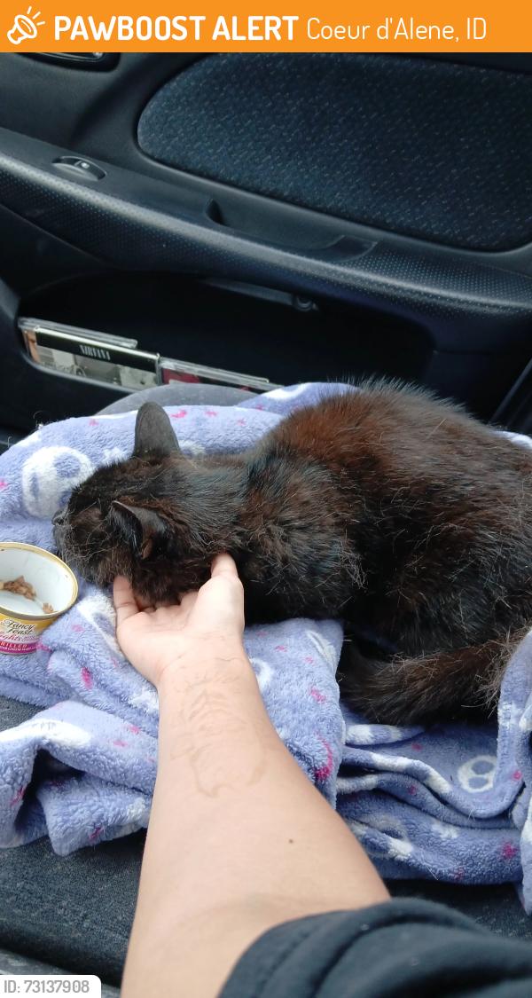 Found/Stray Unknown Cat last seen Jiffy Stop, Coeur d'Alene, ID 83815
