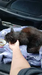 Found/Stray Unknown Cat last seen Jiffy Stop, Coeur d'Alene, ID 83815