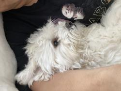 Reunited Female Dog last seen Rameau Drive, Toronto, ON M2H 1T6