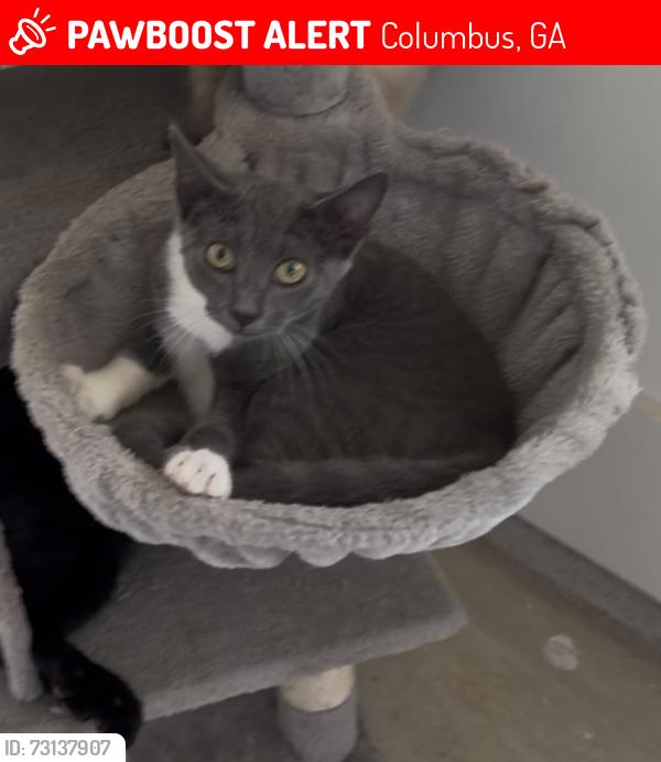 Lost Female Cat last seen River Rd towards 219, Columbus, GA 31904