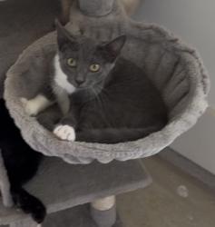 Lost Female Cat last seen River Rd towards 219, Columbus, GA 31904